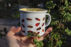 Neplecháček Brouci žlutý vnitřek