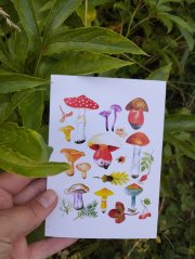 Přání Houby a lesní plody