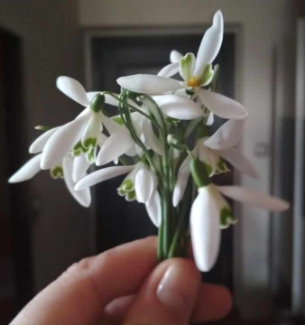 Symbolika sněženek